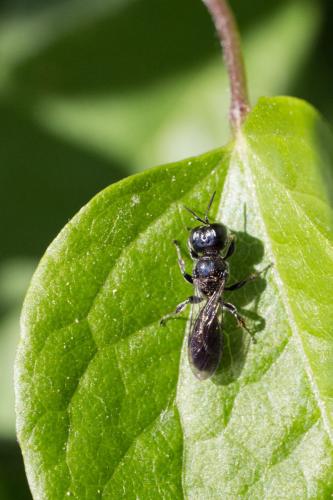 Réf. 210 359 : Crossocerus sp.